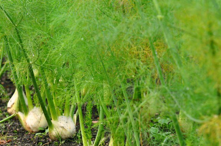 Lush fennel in a garden patch