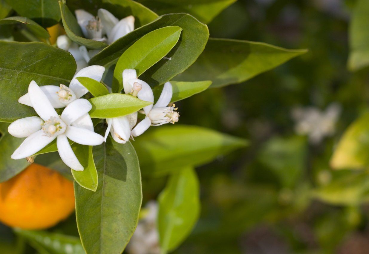 The 10 Most Beautiful Flowering Fruit Trees - Food Gardening Network