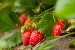 Types of Strawberries