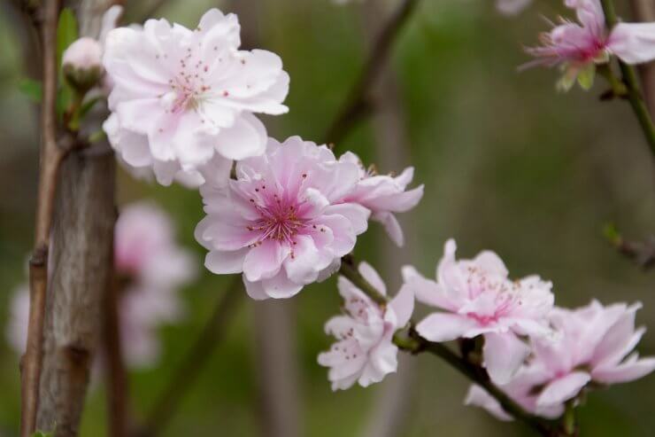 beautiful fruit trees