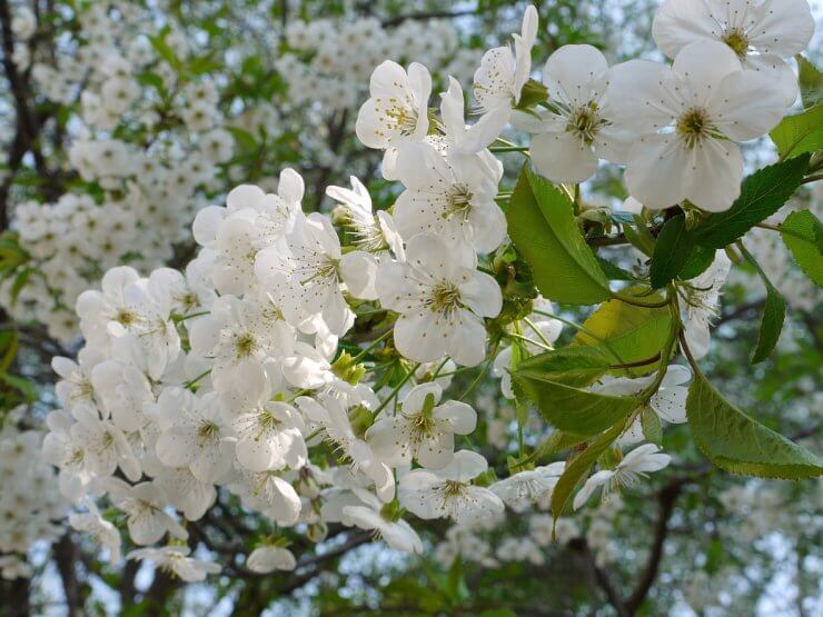 Attractive Shrubs and Trees with White Fruits and Berries