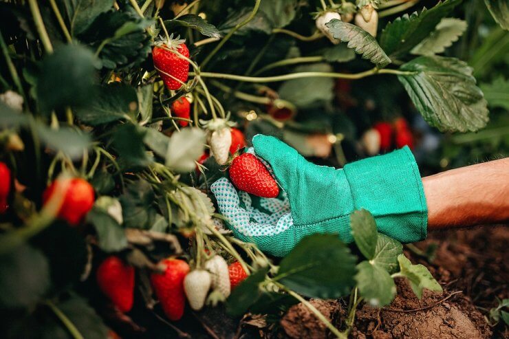 Picking strawberries