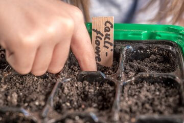 Planting cauliflower seeds
