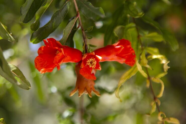 flowering plants with fruits