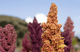 Types of Quinoa