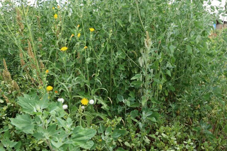 Quinoa garden infected by weeds
