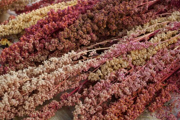 Quinoa harvest