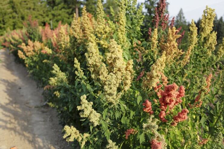 Quinoa requires a lot of nutrients to grow to its full potential
