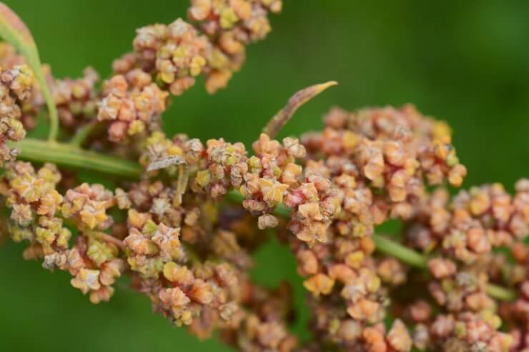 Quinoa plants are somewhat disease-resistant, but not entirely immune