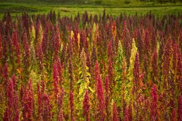 Red and green quinoa growing in a field