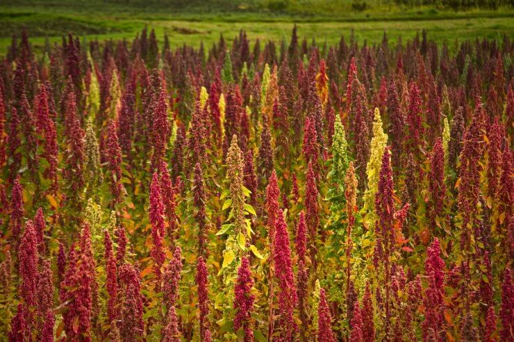 Red and green quinoa growing in a field