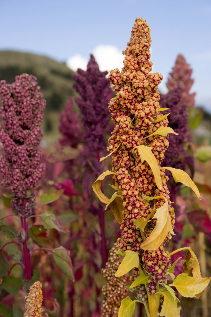 Types of Quinoa Plants Food Gardening Network