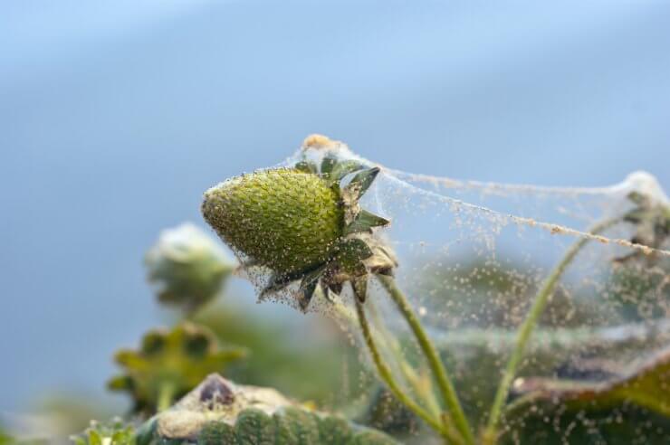 Red spider mites on a strawberry plant