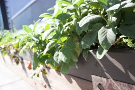 Making Food-Safe DIY Window Box Planters Fit for a Home Chef