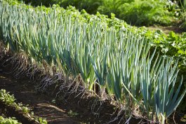 Growing Scallions in Open Land, in Containers, or in Raised Beds