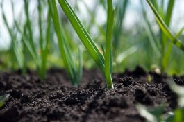 Starting with the Right Soil for Your Scallion Plants