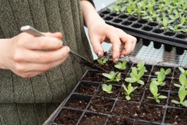 6 Vegetables to Plant in March