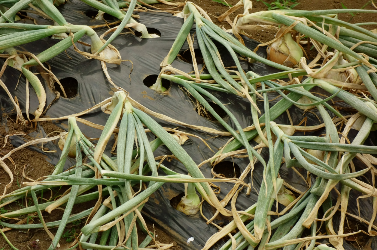 How to Spot, Treat, and Prevent Scallion Diseases Food Gardening Network