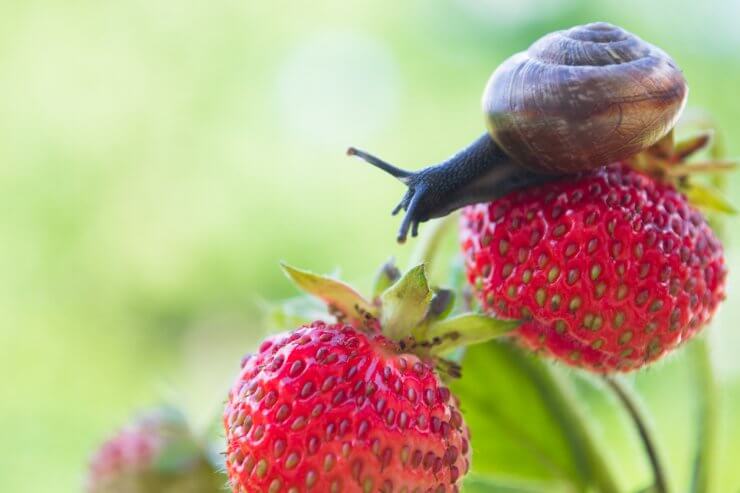 Snail eating strawberries
