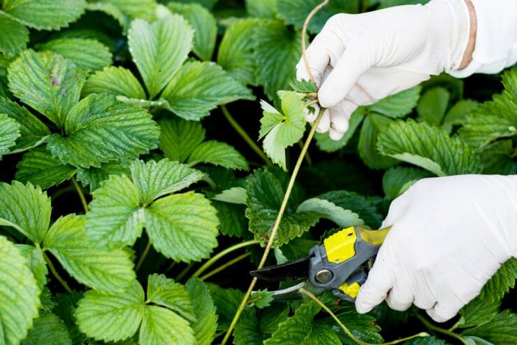 Snipping runners off strawberry plant