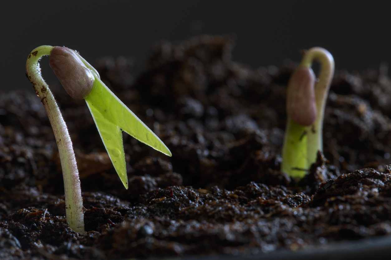 5 Mistakes to Avoid When Starting Seeds Outdoors Food Gardening Network