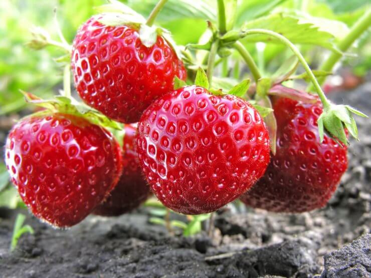 Strawberries in open ground