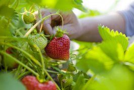 Harvesting your Strawberries