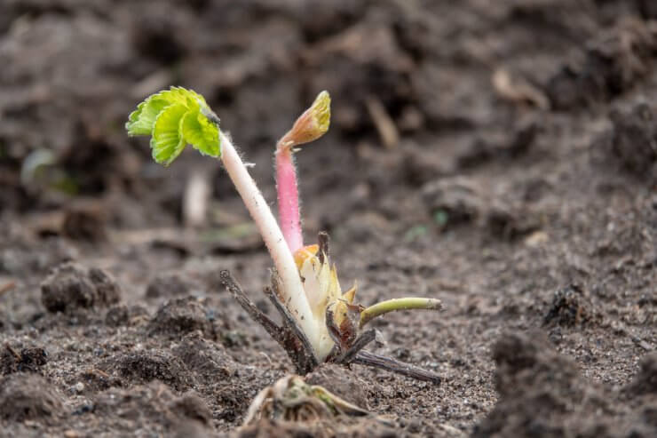 strawberry seedlings for sale near me