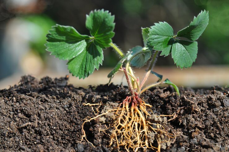 Strawberry seedling with roots