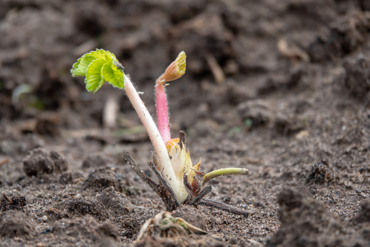 how-to-grow-strawberries-from-seed-or-bare-roots-food-gardening-network