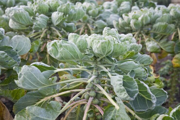 Taller Brussels sprouts create weed-inhibiting cover
