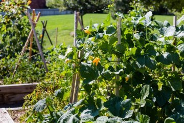 How to Build a DIY Vegetable Trellis from Recycled Materials
