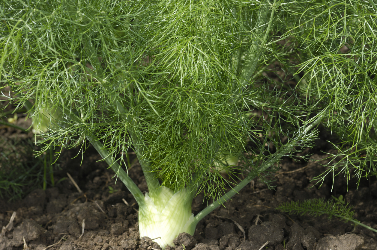 A Word About the Types of Fennel Food Gardening Network