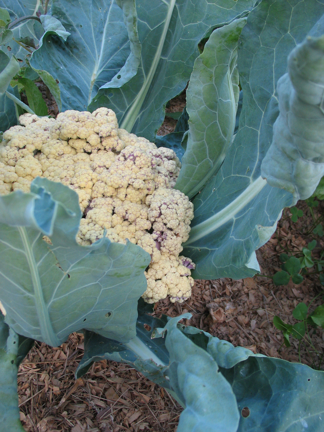Whiptail in a cauliflower
