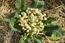 Air Temperature Considerations for Your Cauliflower