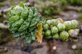 How to Spot, Treat, and Prevent Brussels Sprout Diseases