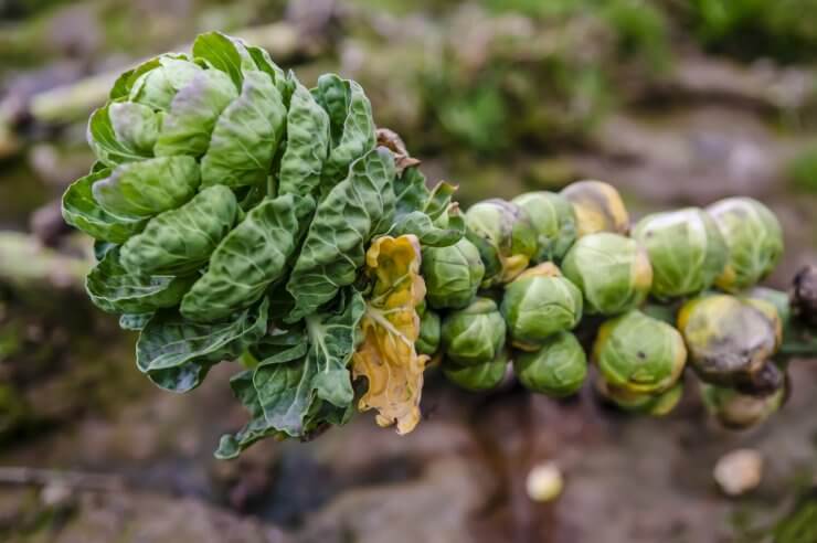 Brussels Sprout plant afflicted with disease
