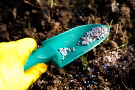 Should You Fertilize Your Scallion Plants?