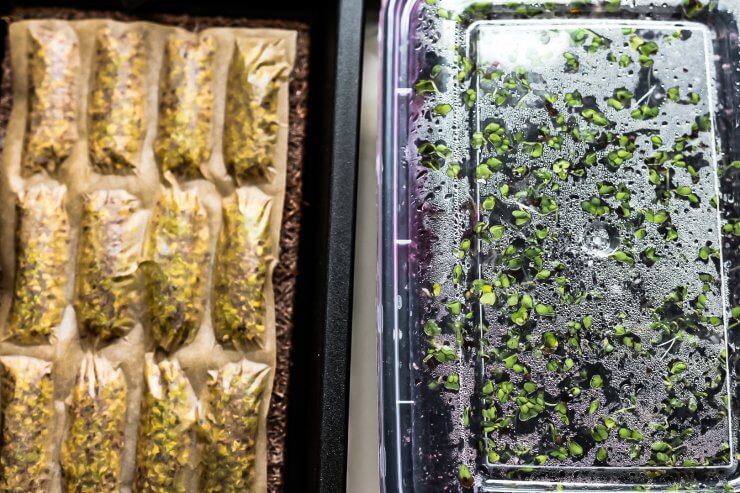 trays of micro greens