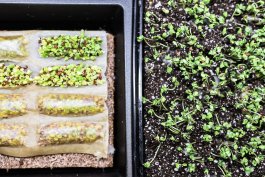 Growing Microgreens: Kits vs. DIY