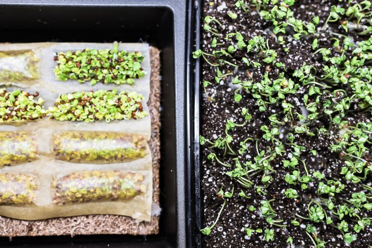 Growing Microgreens