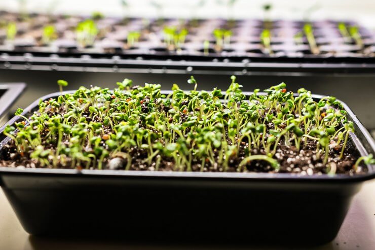 Trimming Microgreens