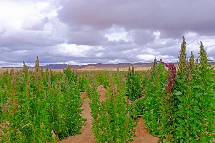 Quinoa plants don’t need much water, but they like rainwater.