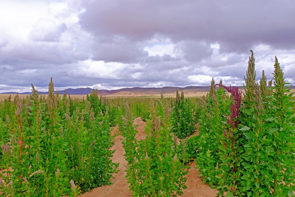 How—and When—to Water Your Quinoa Plants Food Gardening Network