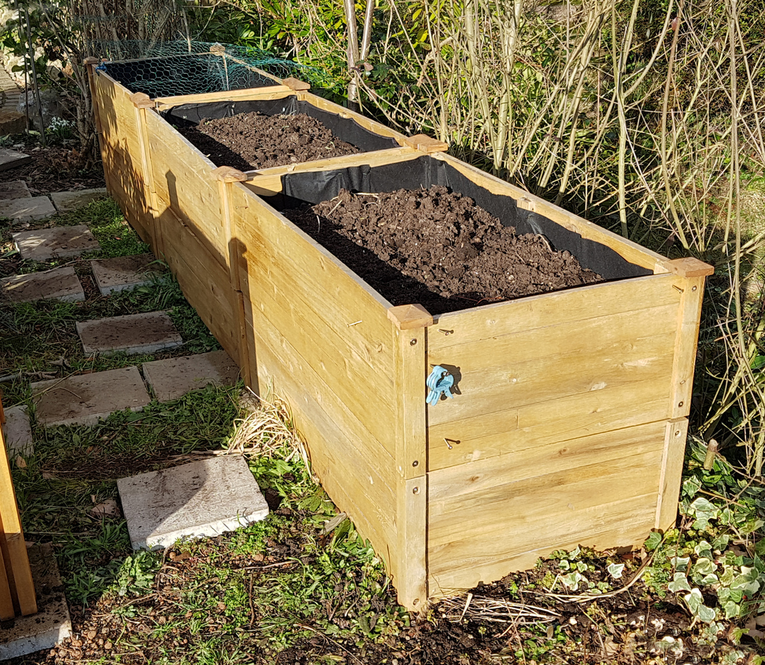 Growing Quinoa in Open Land, in Containers, or in Raised Beds Food