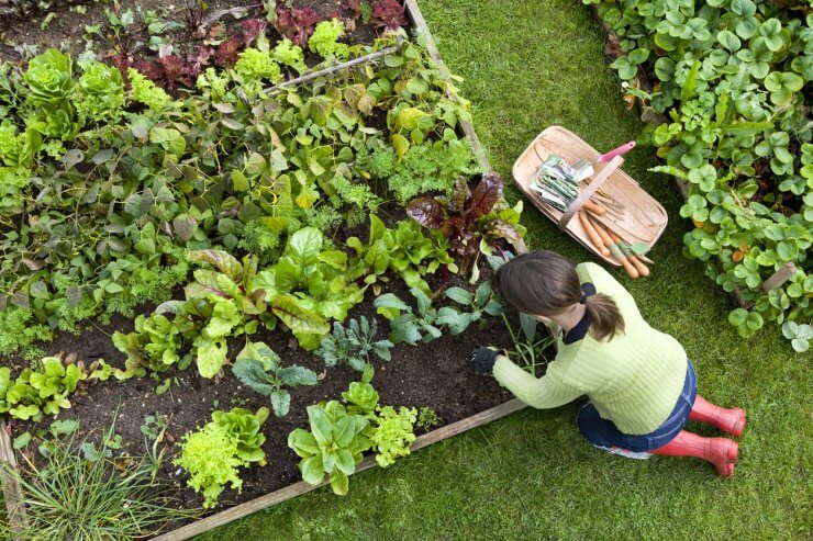 A woman tending scallions in her raised bed