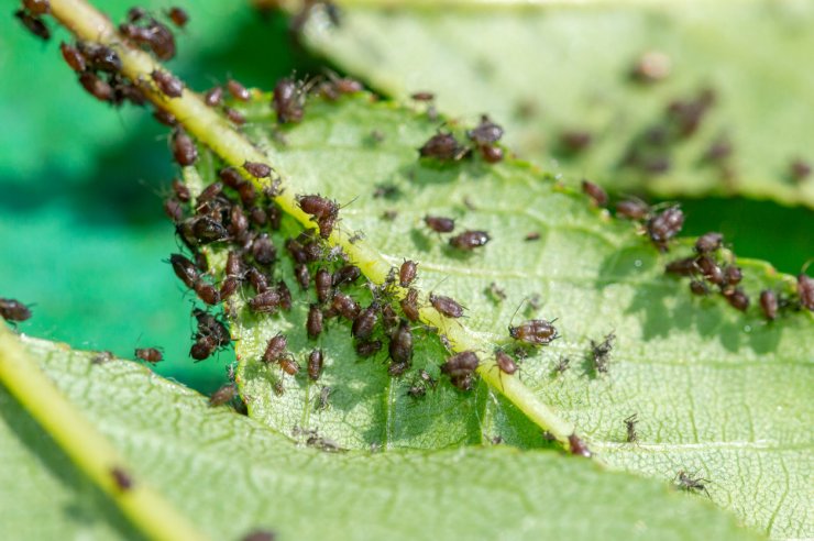 Aphids on cherry tree leaves