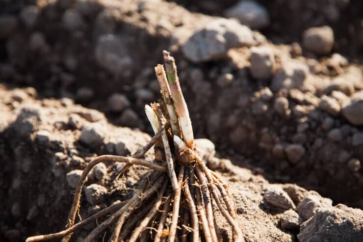 Asparagus root