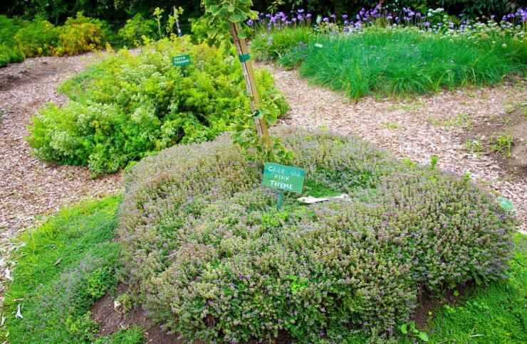 Check even a healthy bed of thyme for signs of sickness