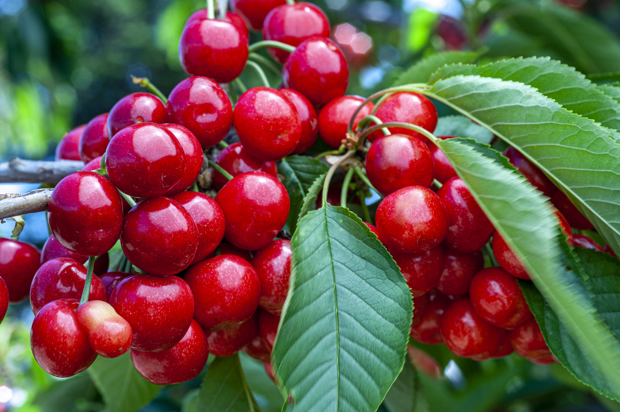Bing Cherries Food Gardening Network